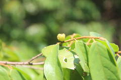 Cleistanthus travancorensis